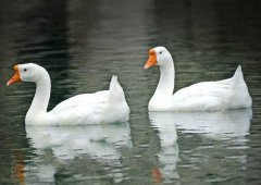 養(yǎng)鵝禁忌有哪些？看看你中了幾條！
