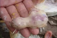 肉雞最頭疼的還是腺肌胃炎，到底該怎么解決？