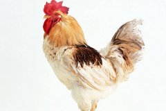 肉雞常見呼吸道病的發(fā)病原因？