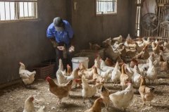 雞新城疫用什么藥效果好，知道之后無(wú)需再區(qū)分