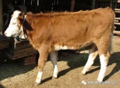 肥牛養(yǎng)殖過程中存在的問題，應(yīng)該如何進(jìn)行解決
