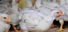 支原體感染的發(fā)展過程及臨床癥狀??！!