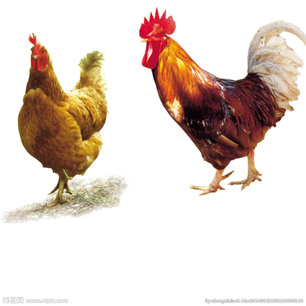  提高肉鴨養(yǎng)殖效益！這八個飼養(yǎng)管理要注意了?。夹g(shù)） 